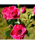 Троянда спрей  Лавлі Лідія (лілово-рожева) | Rose spray Lovely Lydia (purple-pink) | Роза спрей Лавли Лидия (лилово-розовая)